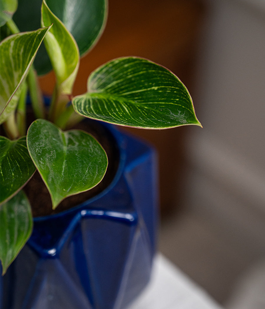 Philodendron Birkin in Spiked Ceramic Planter