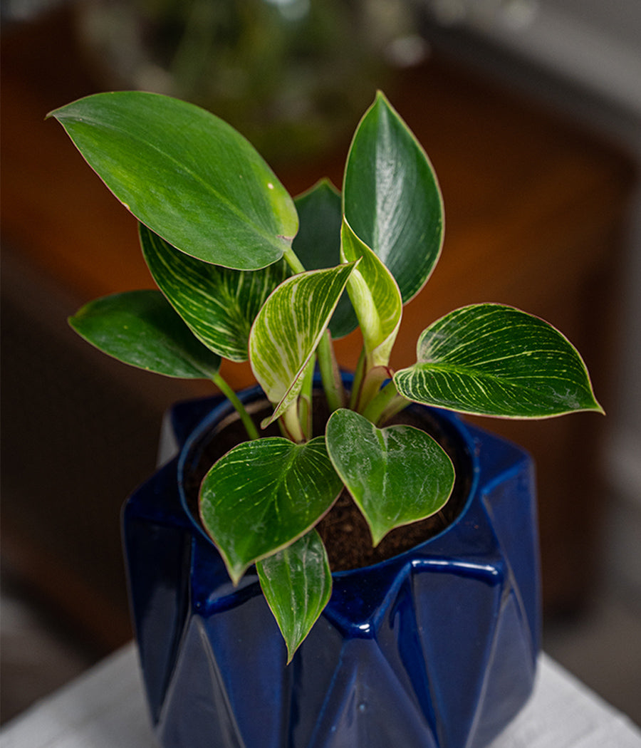 Philodendron Birkin in Spiked Ceramic Planter