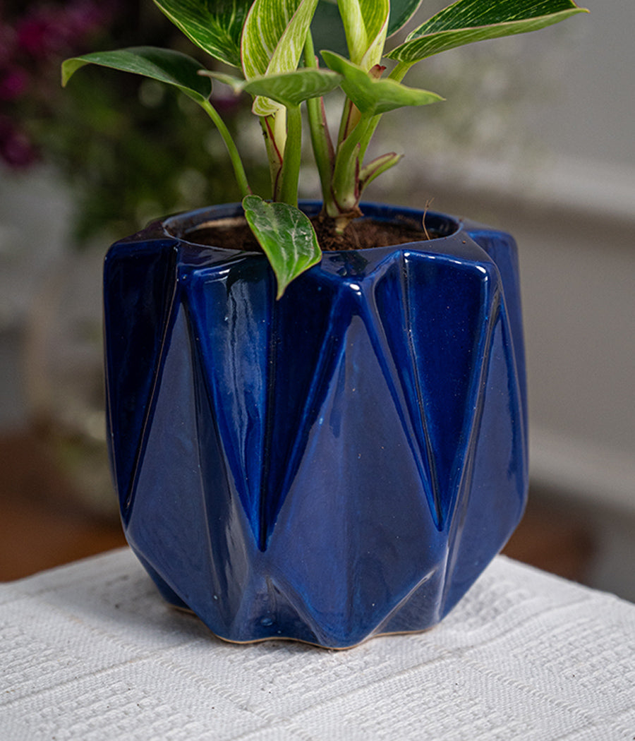 Philodendron Birkin in Spiked Ceramic Planter