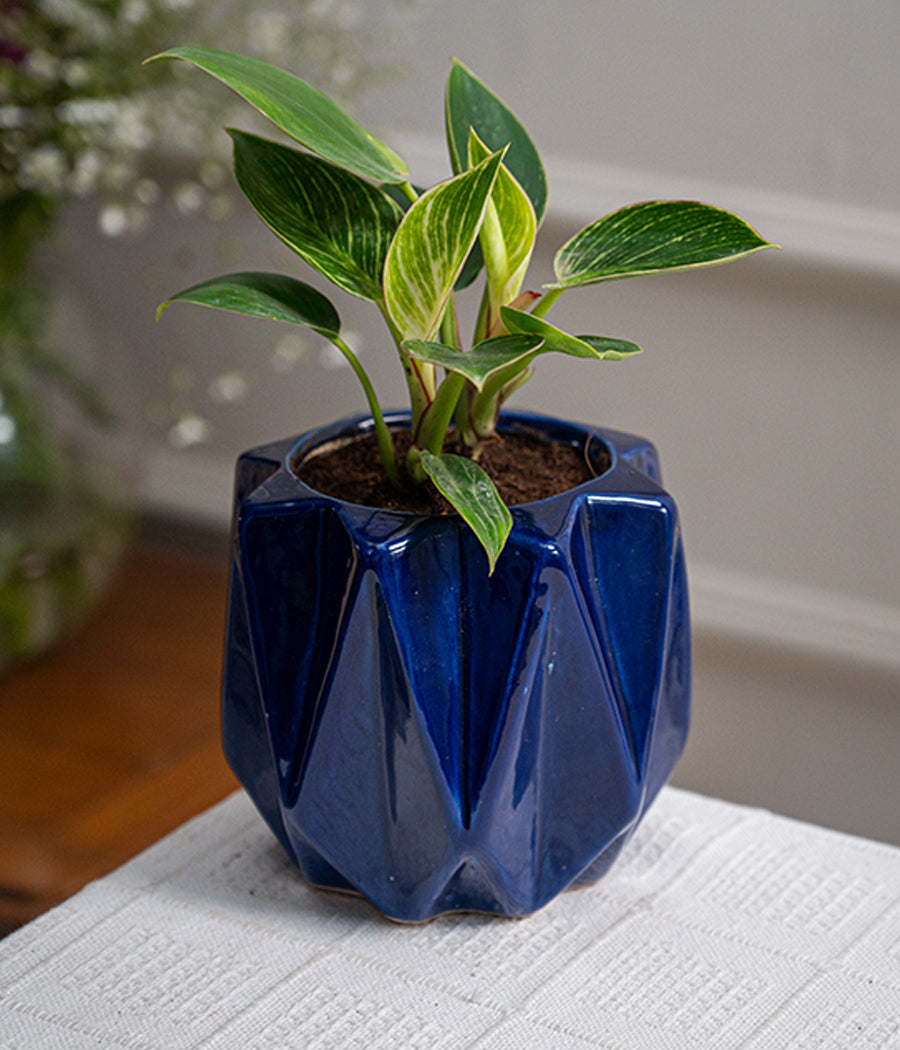 Philodendron Birkin in Spiked Ceramic Planter