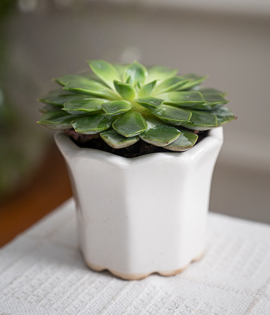 Echeveria Succulent in Baby Ceramic Pot