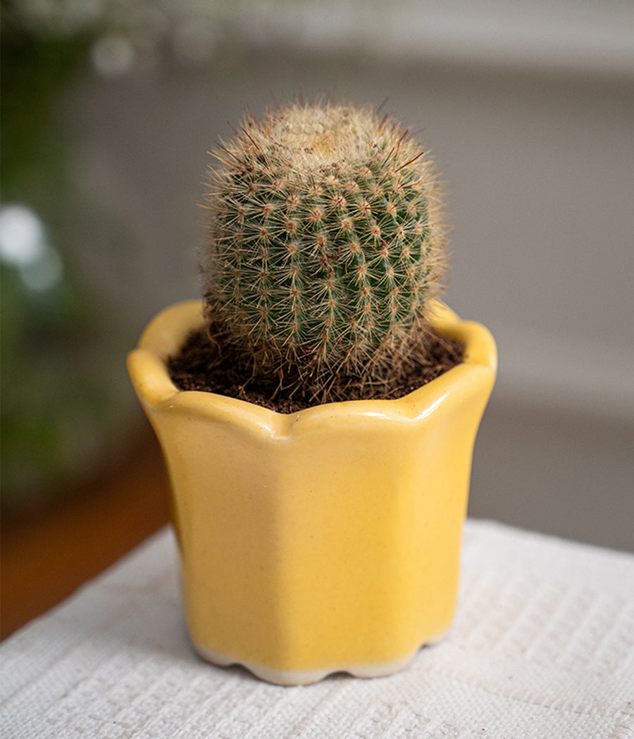 Ball Cactus in Baby Ceramic Pot