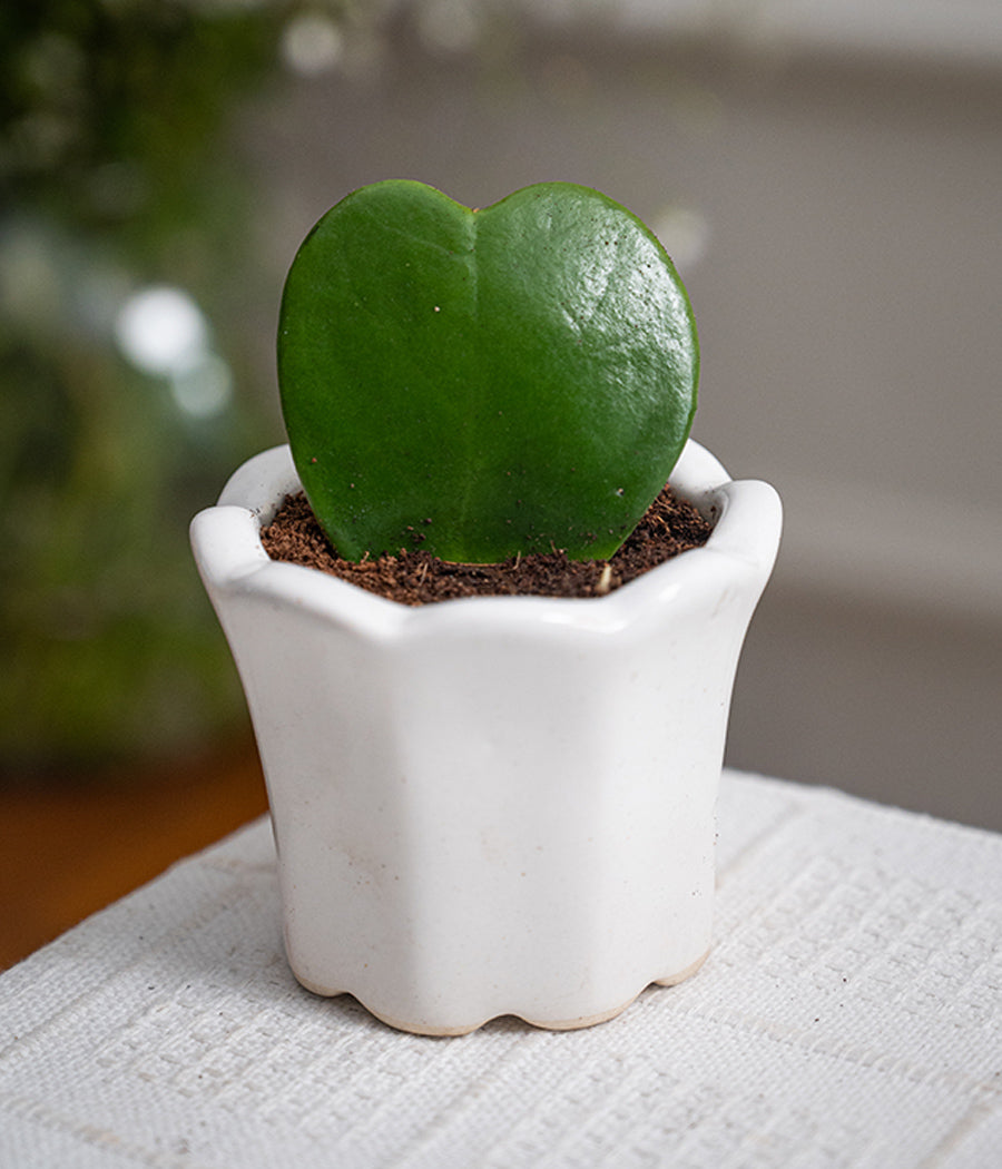 Hoya Heart in Baby Ceramic Pot