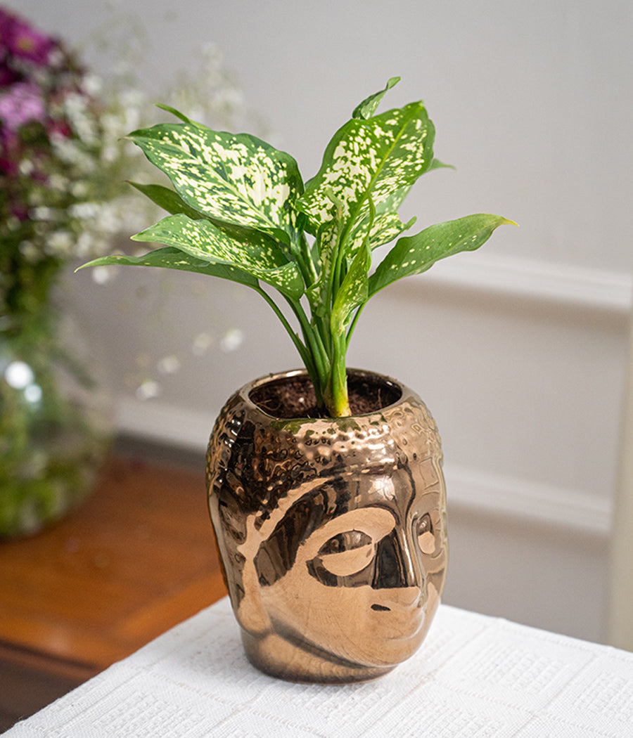 Aglaonema Snow in Buddha Ceramic Planter