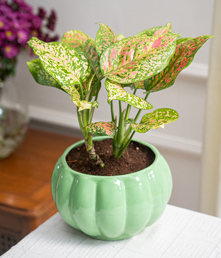 Aglaonema Pink in Ceramic Planter