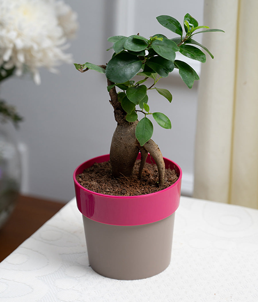 Ficus Bonsai in Pink Sunny-side Planter