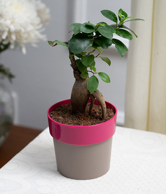 Ficus Bonsai in Pink Sunny-side Planter