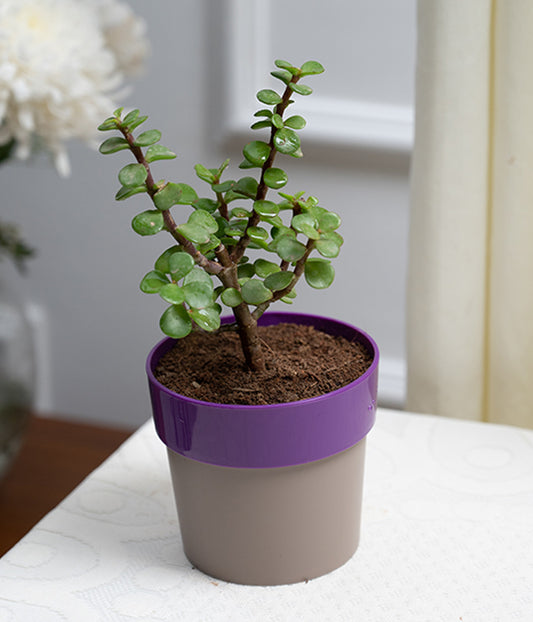 Jade Plant in Purple Sunny-side Planter
