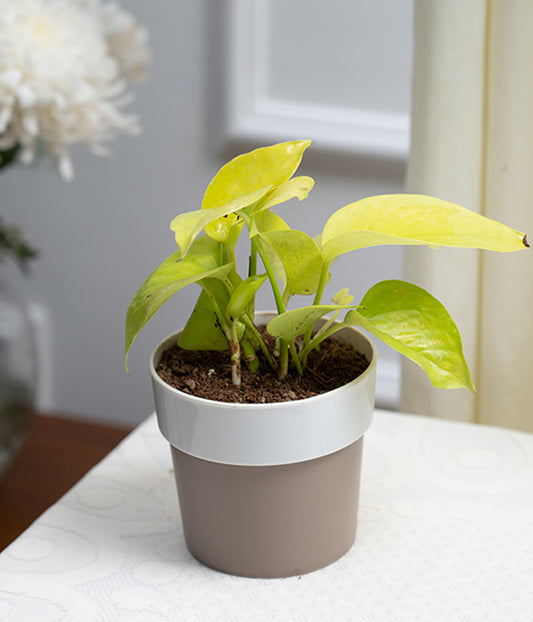 Money Plant in White Sunny-side Planter
