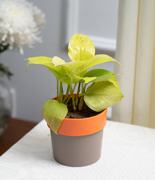 Money Plant in Orange Sunny-side Planter