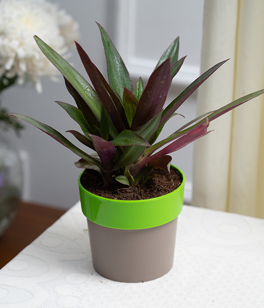 Rhoeo Plant in Green Sunny-side Planter