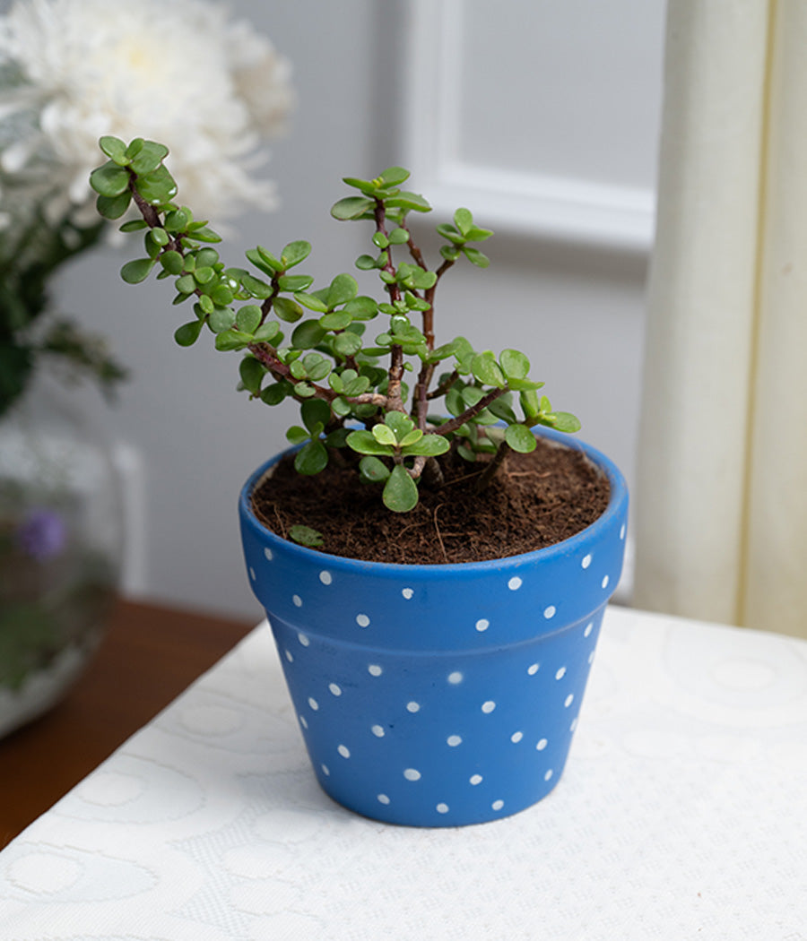Jade Plant in Blue Polka Ceramic Matte Pot