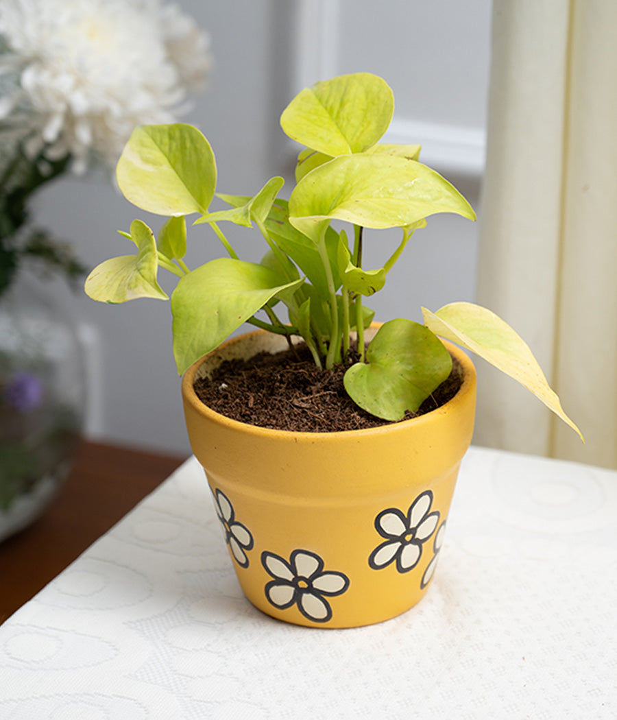 Golden Money Plant in Daisy Matte Pot