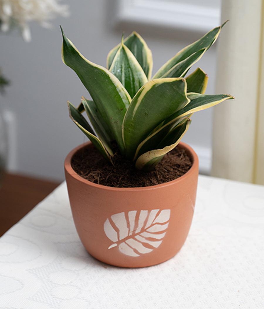 Sansevieria in Leaf Print Terracotta Pot