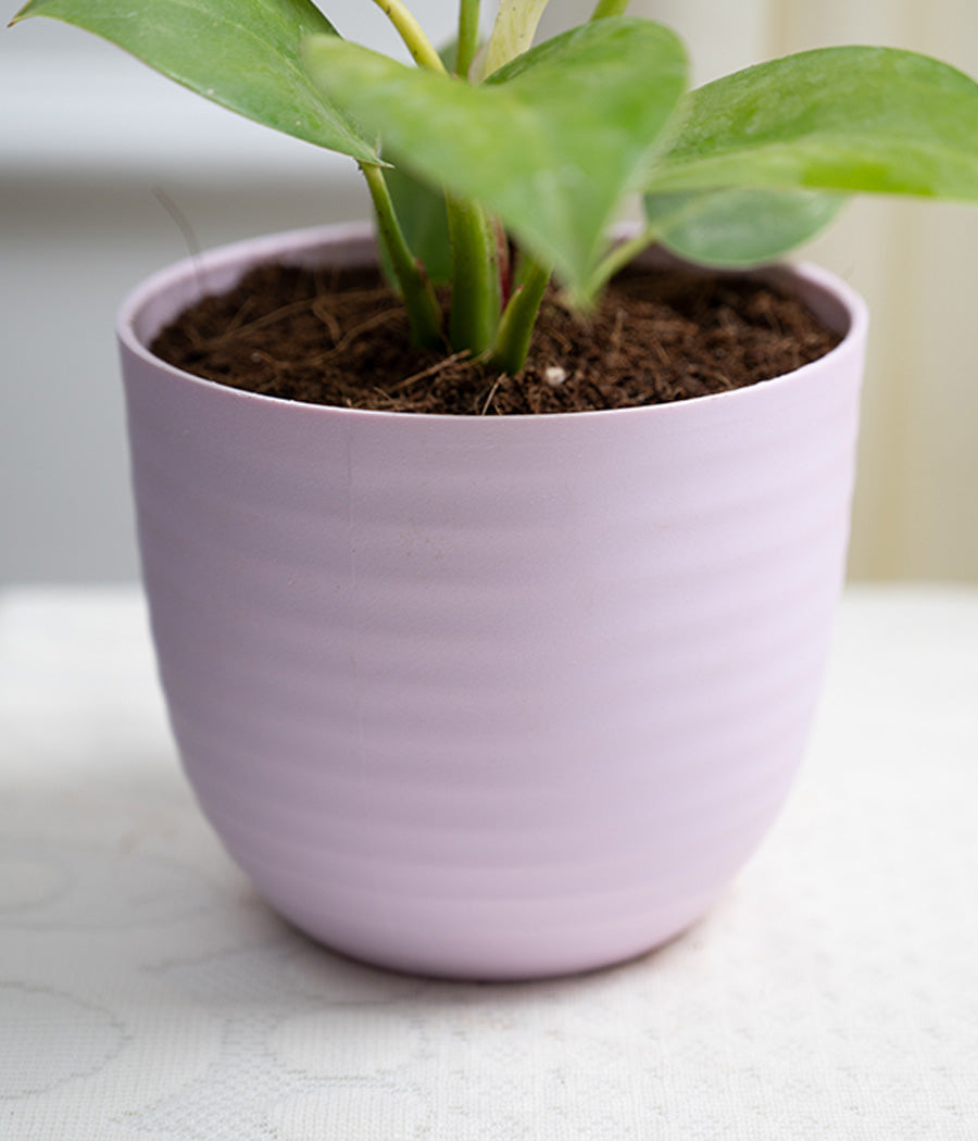 Philodendron Birkin in Pastel Planter