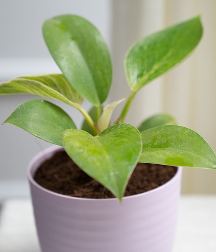 Philodendron Birkin in Pastel Planter