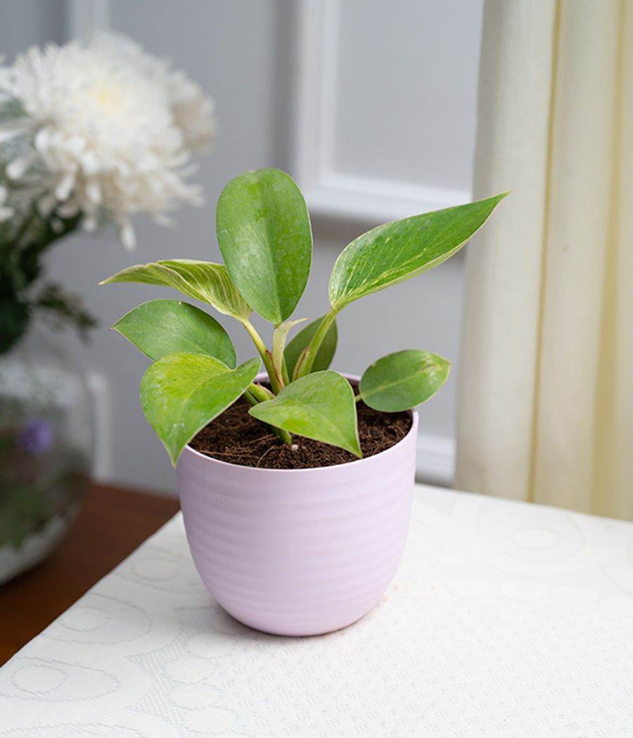 Philodendron Birkin in Pastel Planter