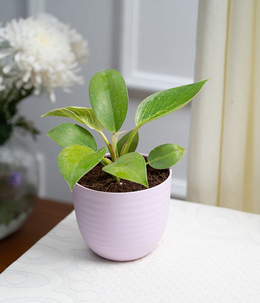 Philodendron Birkin in Pastel Planter