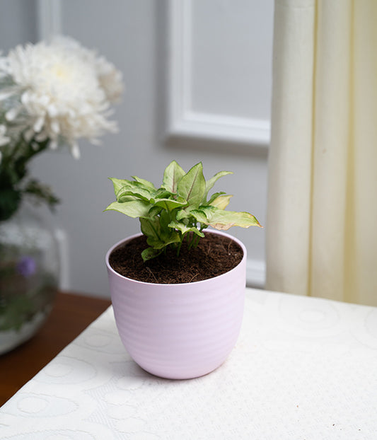 Syngonium Green in Pastel Planter