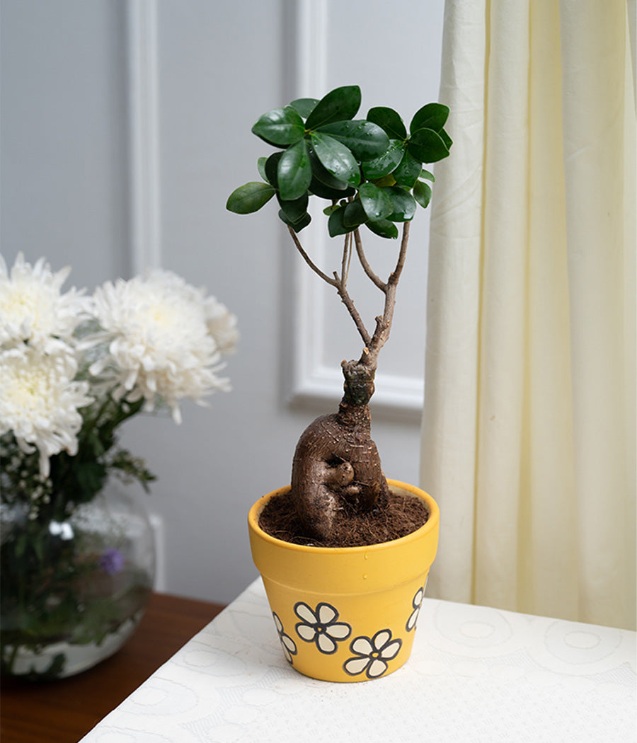 Ficus Bonsai in Daisy Ceramic Matte Pot