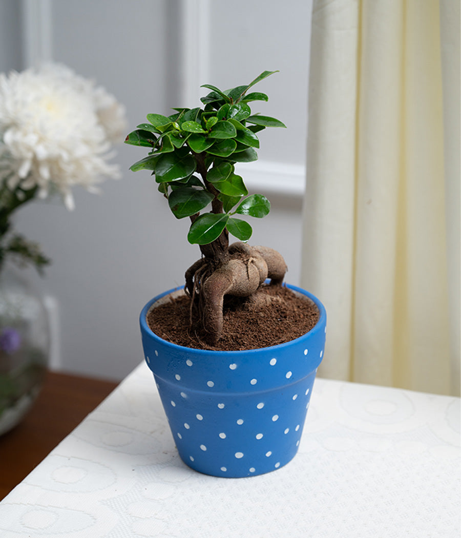Ficus Bonsai in Blue Polka Ceramic Matte Pot