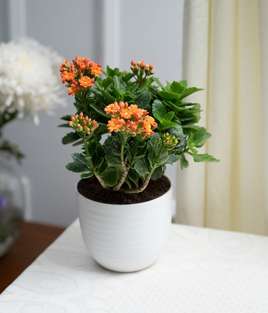 Kalanchoe Plant in Pastel Pink Planter