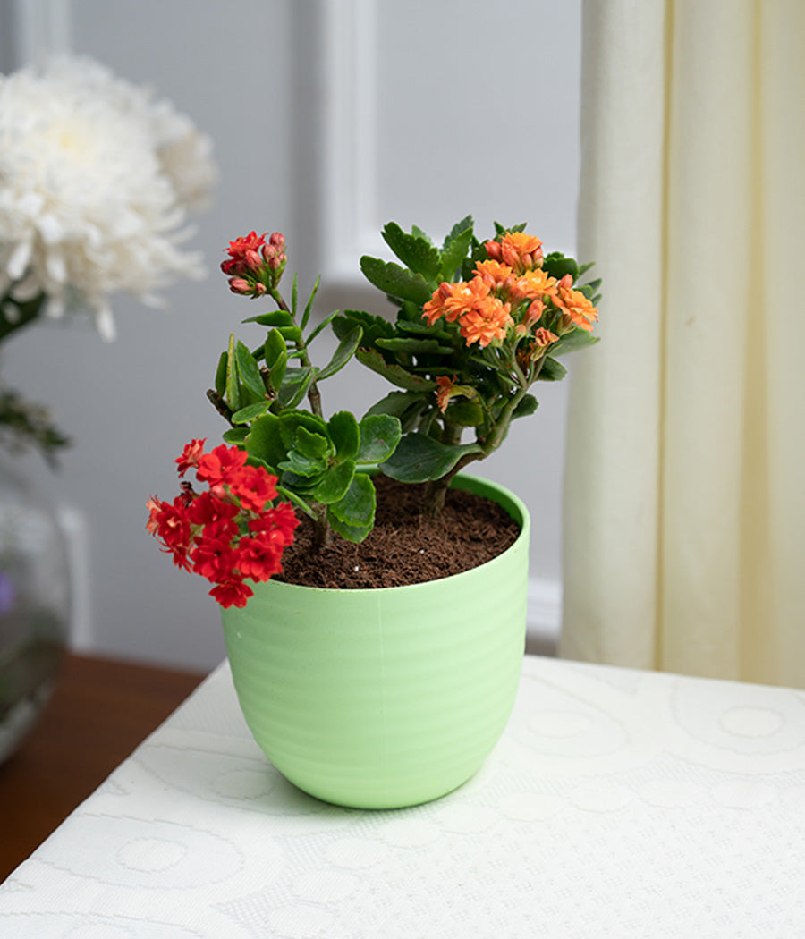 Kalanchoe Plant in Pastel Pink Planter