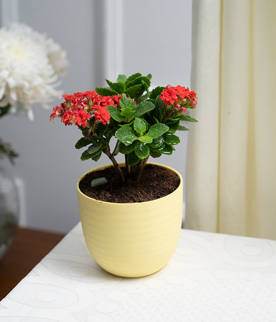 Kalanchoe Plant in Pastel Pink Planter