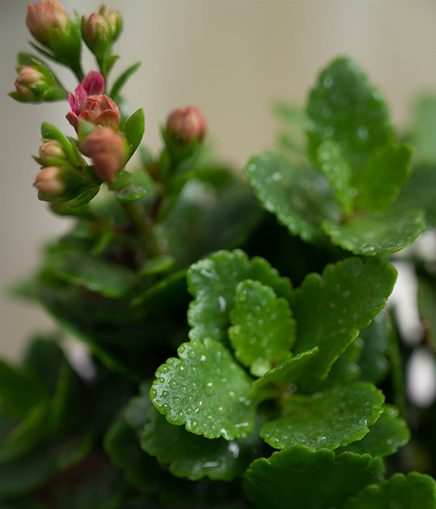 Kalanchoe Plant in Pastel Pink Planter