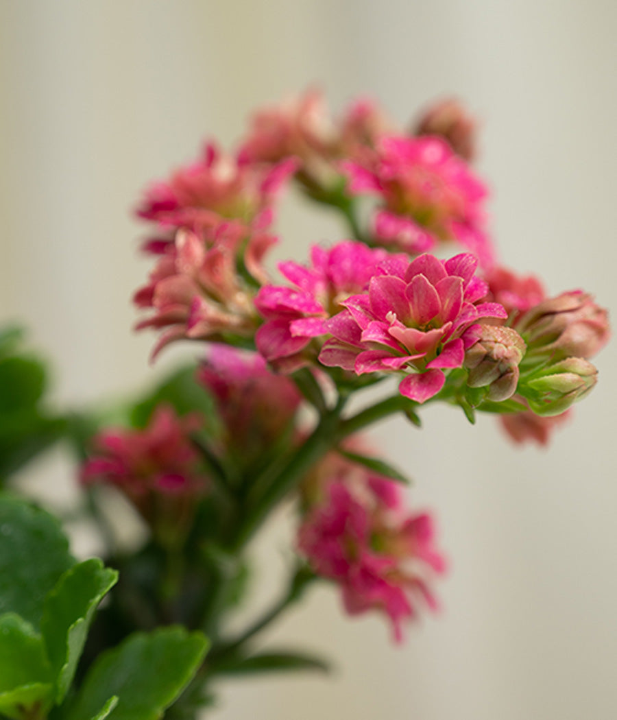 Kalanchoe Plant in Pastel Pink Planter