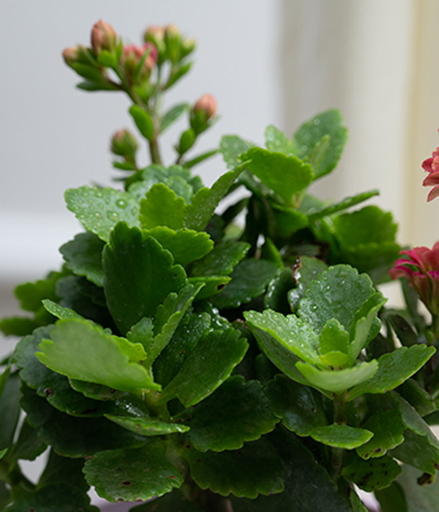 Kalanchoe Plant in Pastel Pink Planter