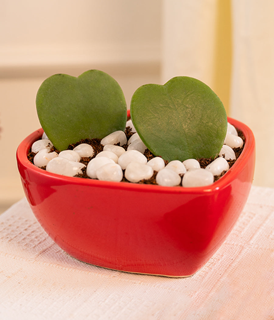 Pair of Hoya Hearts in Heart-shaped Pot