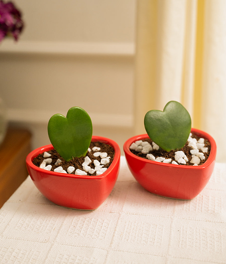 Hoya Hearts in Heart-shaped Pots