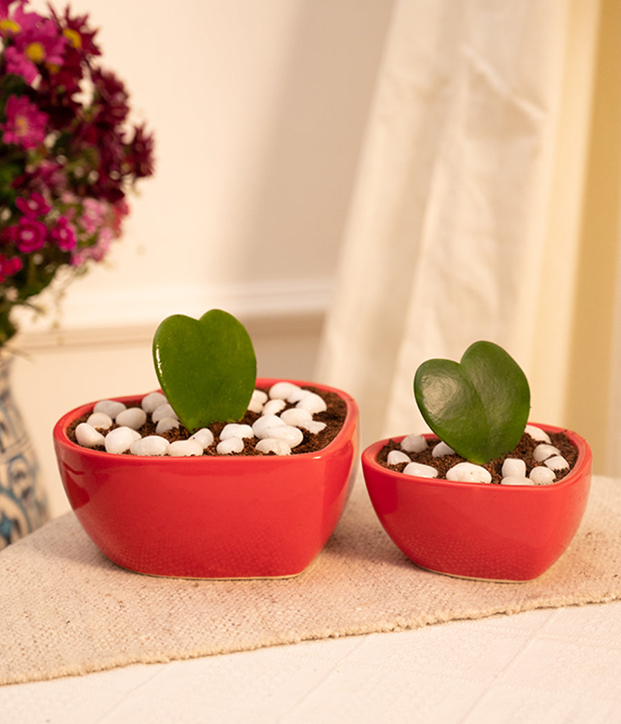 Set of 2: Hoya Hearts in Heart-shaped Pots