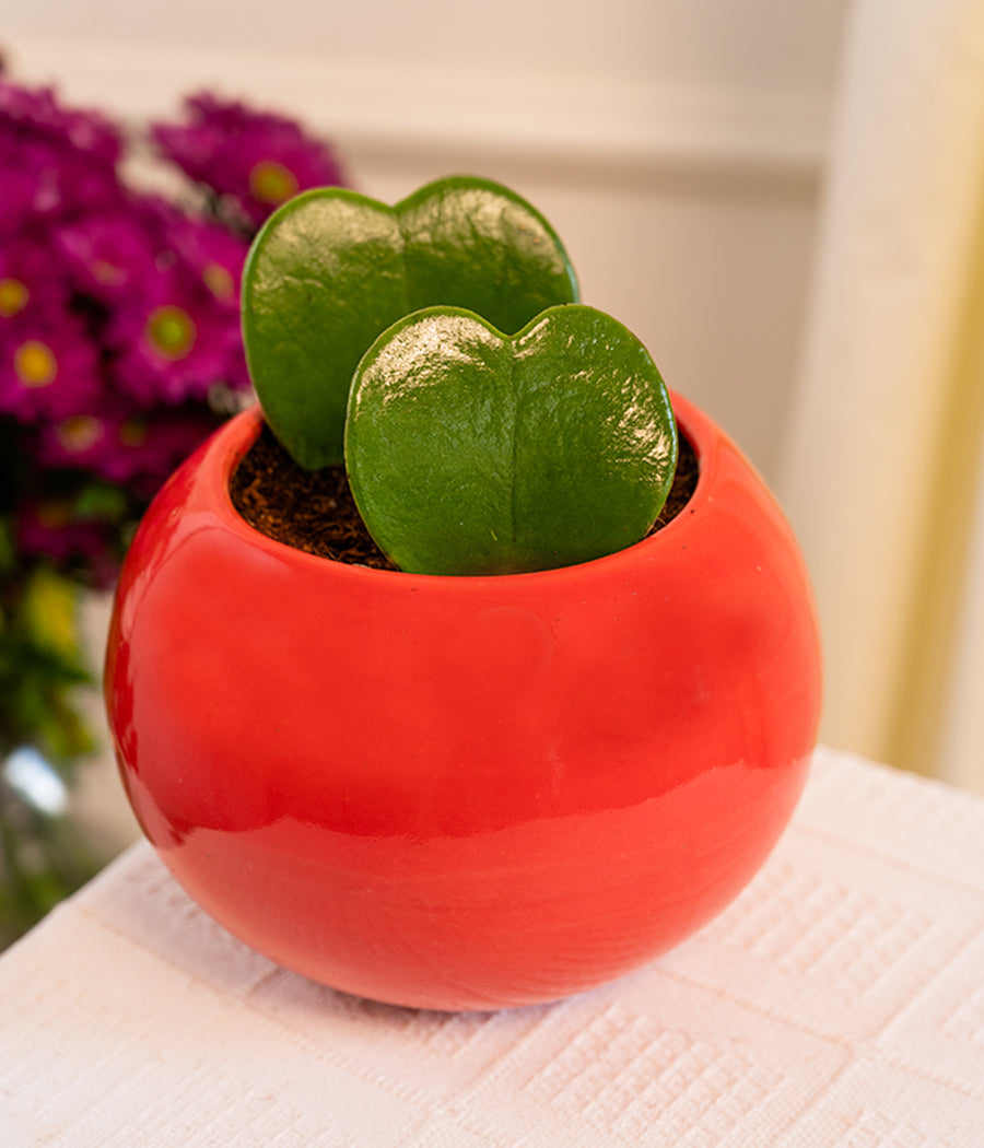Pair of Hoya Hearts in Red Round Planter