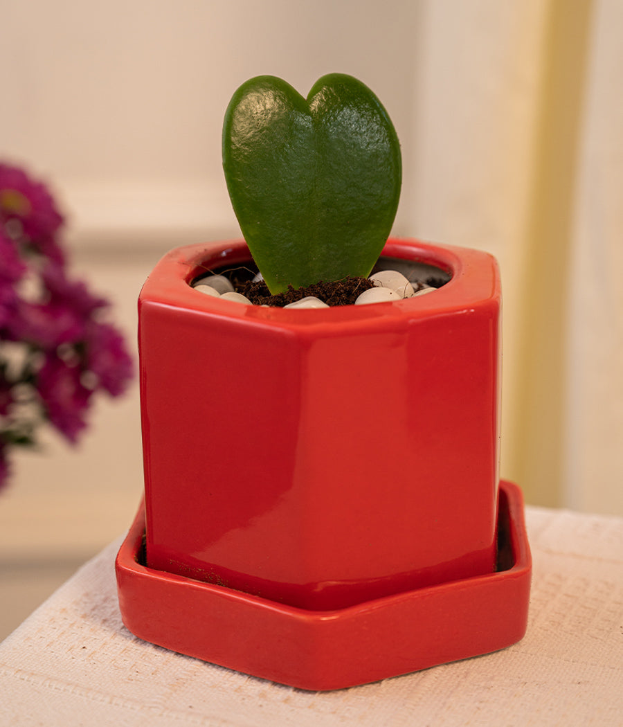 Hoya Heart in Hexagon Pot