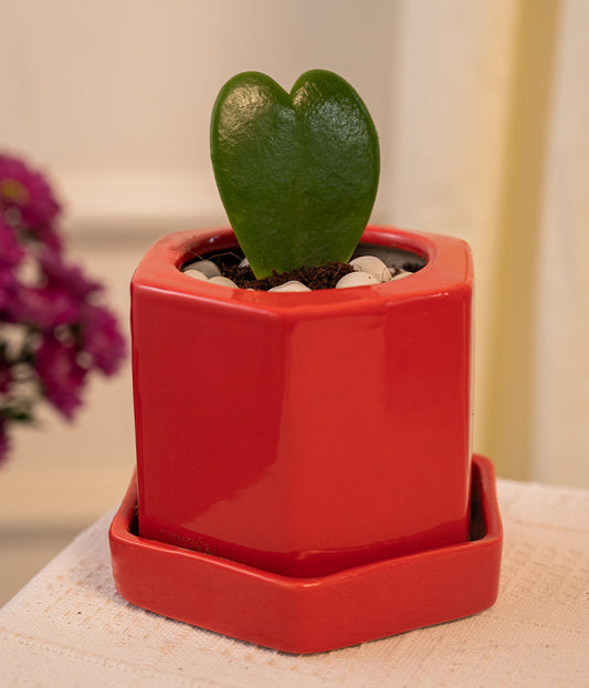 Hoya Heart in Hexagon Pot