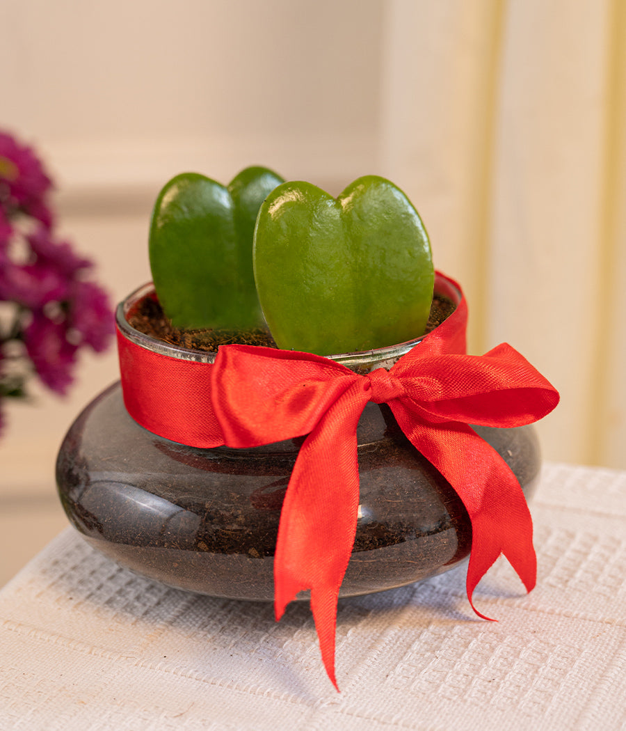 Pair of Hoya Hearts in Glass Pot