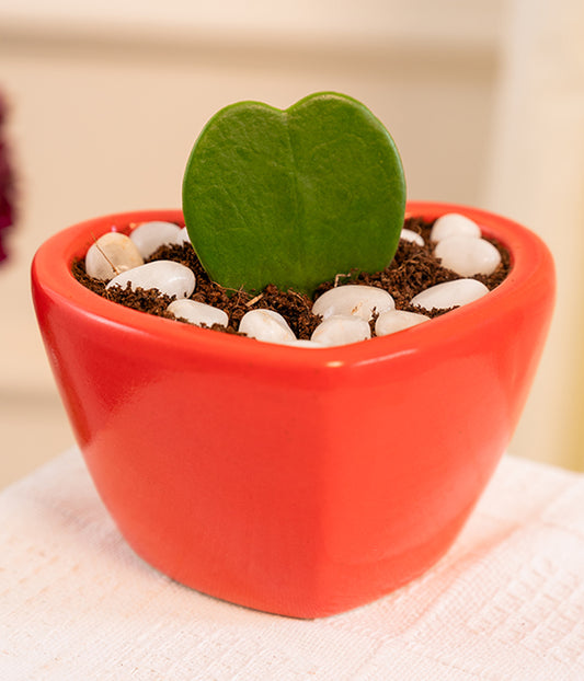 Hoya Heart in Heart-shaped deep Pot