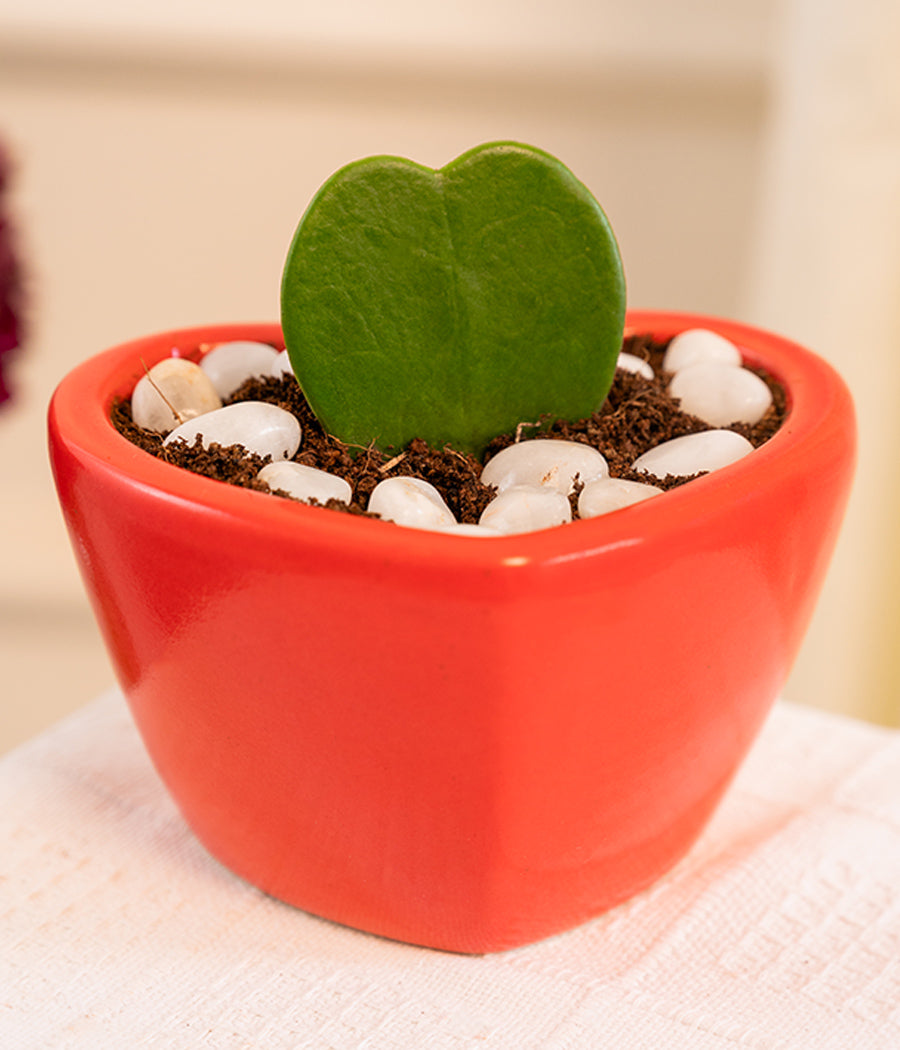 Hoya Heart in Heart-shaped deep Pot