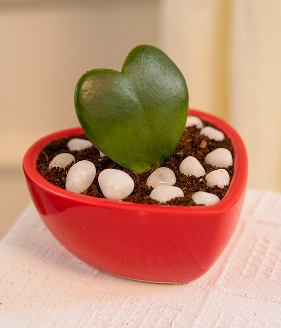 Hoya Heart in Heart-shaped Pot