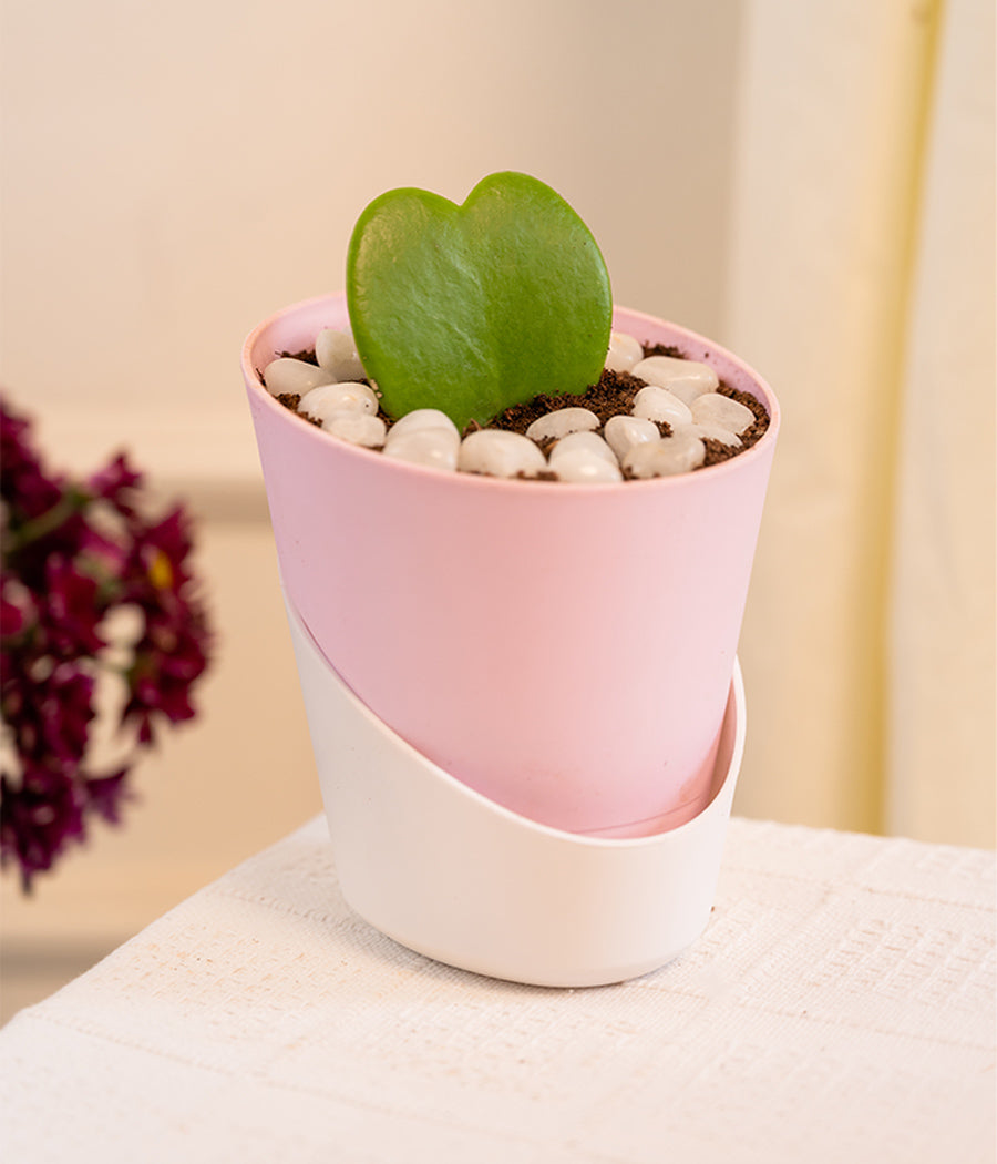 Hoya Heart in Baby Pink Self-Watering Planter