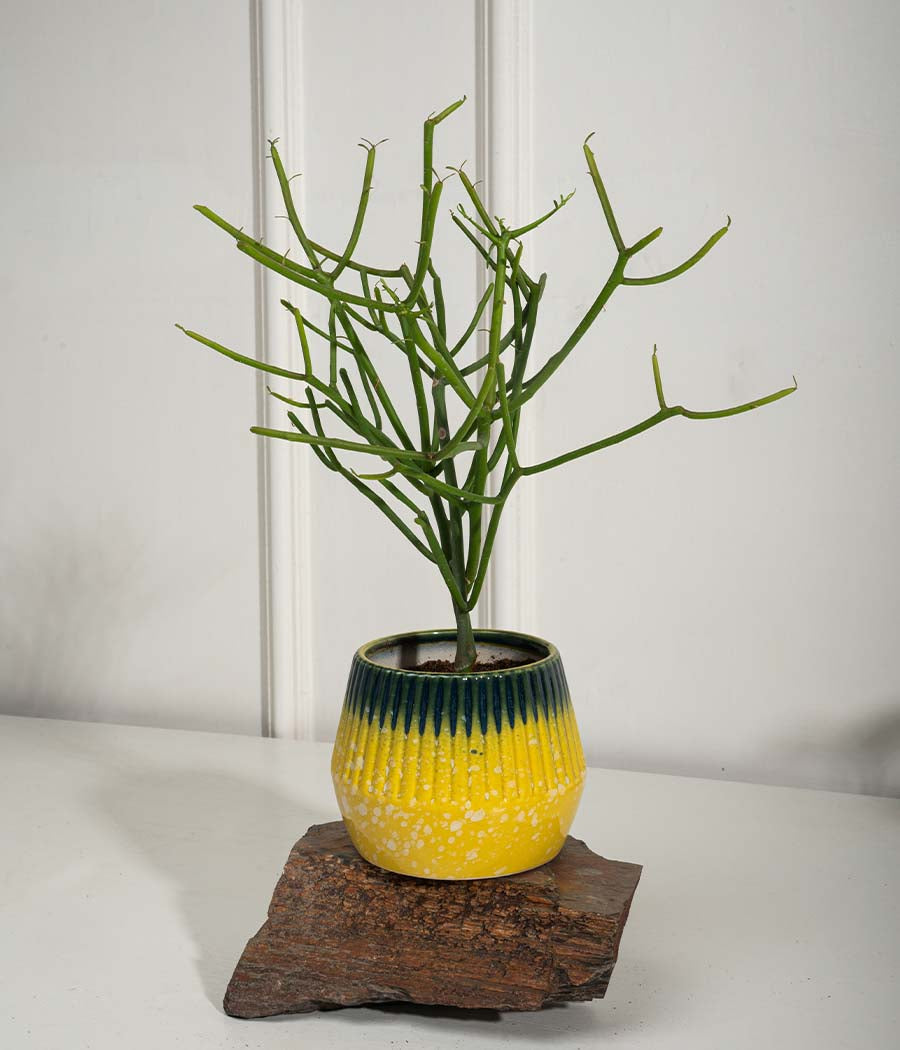 Pencil Cactus Plant in Ceramic Planter