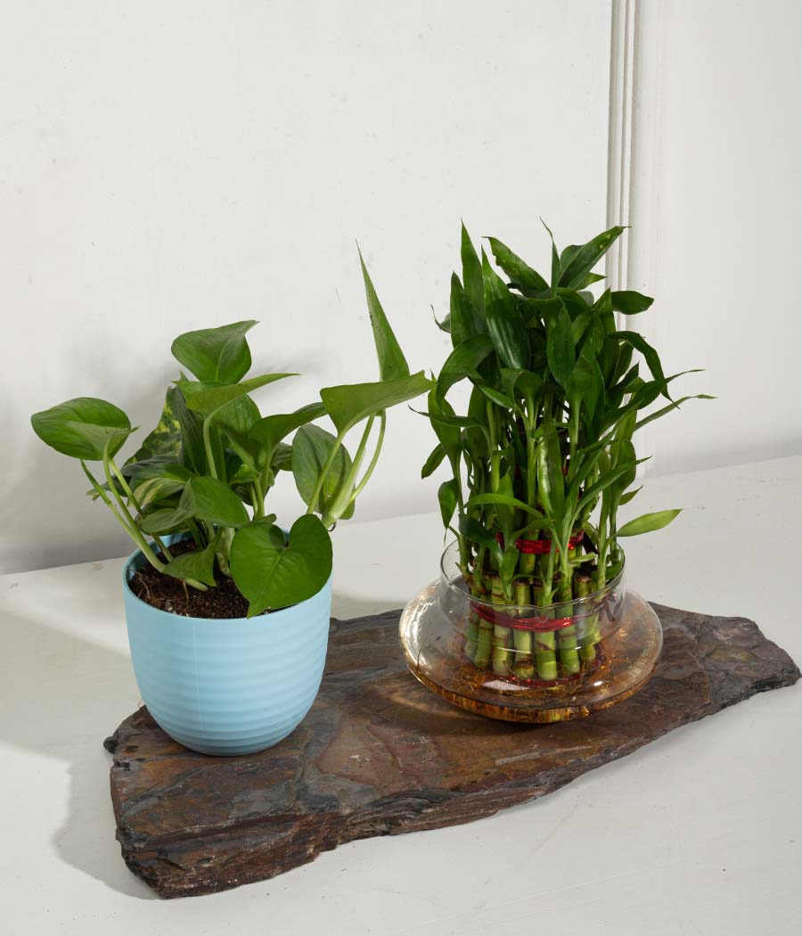 Set of 2 : Money Plant + 3 Layer Lucky Bamboo