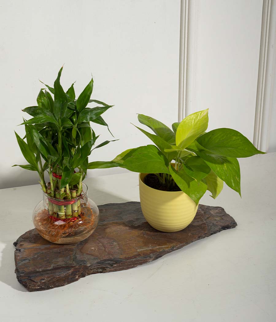 Set of 2 : Golden Money Plant + 2 Layer Lucky Bamboo