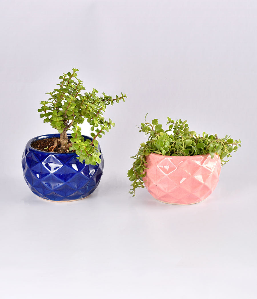 Set of Jade Plant & Pilea Basket Plant
